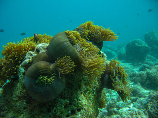 Colorful Coral Reef: Scuba Diving in the Maldives