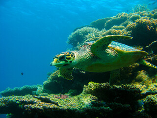 Scuba Diving: Green Turtle Swimming in the Sea