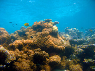 Naklejka na ściany i meble Colorful Coral Reef: Scuba Diving in the Maldives