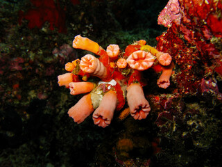 Orange sun coral, orange tubastrea: Scuba Diving in the Maldives