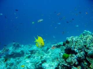 Fototapeta na wymiar The Bright Yellow Fish at the Coral Reef: Scuba Diving in Thailand