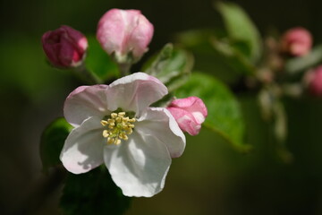 Naklejka na ściany i meble Apple Blossom flowers