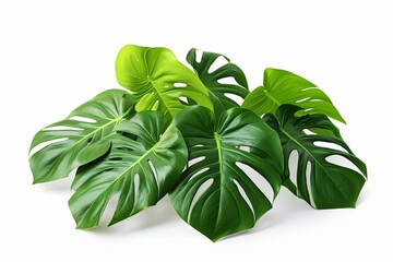 Monstera tropical green leaves plants in beautiful white pot on white background, 3d rendering