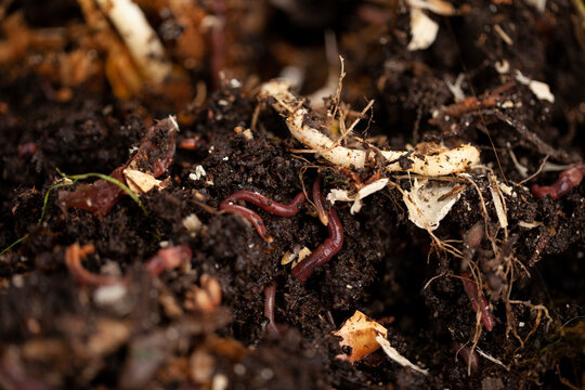 Earthworms play a vital role in the composting process.They break down organic matter, such as leaves, grass, food scraps, into nutrient-rich compost. This compost can then be used to fertilize plants
