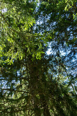 Les arbres à la foret  chatel Montagne- France