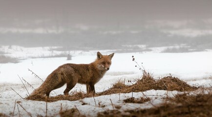 fox in the snow