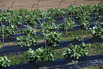 Fava bean cultivation. Nutritious and healthy vegetables from Fabaceae. Seeds are sown in October...