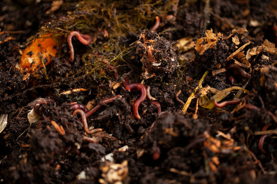 Earthworms play a vital role in the composting process.They break down organic matter, such as leaves, grass, food scraps, into nutrient-rich compost. This compost can then be used to fertilize plants