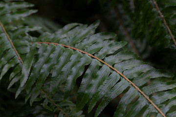 Close-up and close-up of green fern fronds growing next to each other. The background is dark.