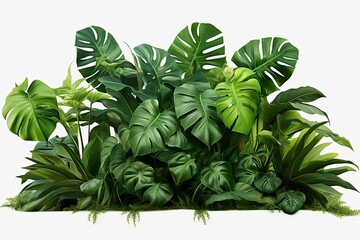 Beautiful Monstera tropical green leaves plants on white background, 3d rendering