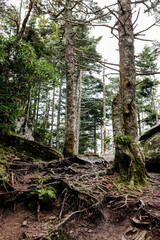 Beautiful mountain forest with plants, ferns, tall old trees, large stones in summer