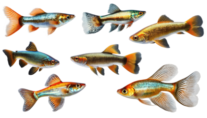 Set of guppy fishes isolated on white or transparent background, cut out fishes, PNG