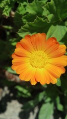 orange flower in the garden