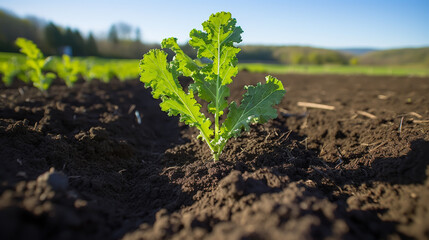 Organic young green leaf curly kale cabbage growing in garden close up - obrazy, fototapety, plakaty