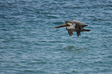 Brown pelican hovering at the surface of the sea, looking for fishes