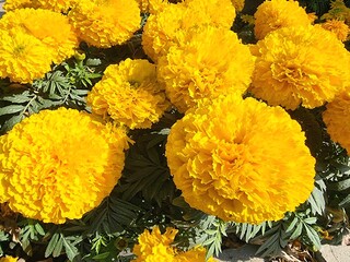  Tagetes erecta ,This plant has a very strong aroma but has very beautiful flowers, has bright...