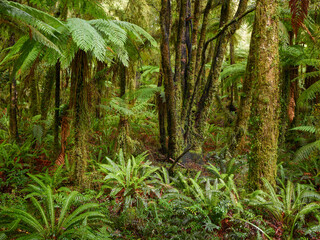 Regenwald beim Lake Paringa, West Coast, Südinsel, Neuseeland, Ozeanien