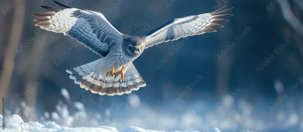 Sticker A captivating capture of a majestic male Northern Harrier, also known as the Grey Ghost, soaring through the air.