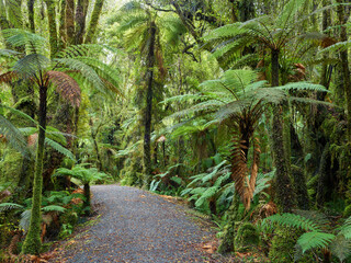 Track durch den Regenwald nahe Fox Glacier, Westland Nationalpark, West Coast, Südinsel, Neuseeland, Ozeanien