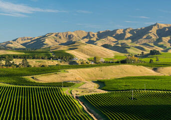 Fototapeta premium Weinbau bei Sedge Brook, Haldon Hills, Marlborough, Südinsel, Neuseeland, Ozeanien