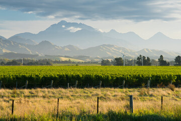 Weinbau, Awatere Valley, Mt. Alarm, Marlborough, Südinsel, Neuseeland, Ozeanien