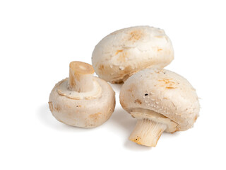 White mushroom on a white background. White mushroom close-up.