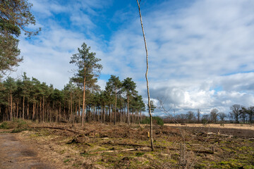 Obraz premium View over heathland near Hilvarenbeek in The Netherlands.