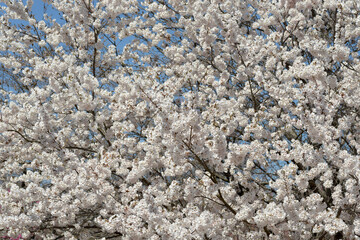 満開の桜　花模様