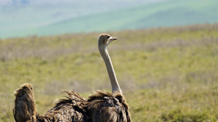ostrich portrait Ngorongoro crater national park Africa Tanzania