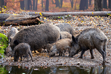 Wildschweinfamilie im Herbstwald
