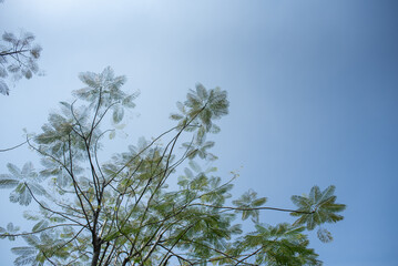 Green branches of tree in sunny day