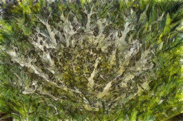 Illustration of a Beautiful white and green curved leaves Brassica oleracea on the flower bed in a garden in autumn