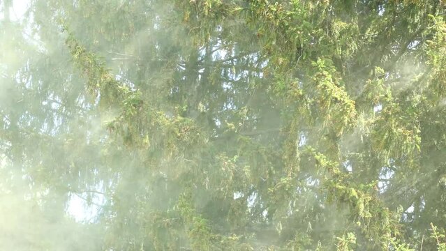 A large cloud of lime-green pollen flying from a Norway spruce on a spring day in Estonia, Northern Europe