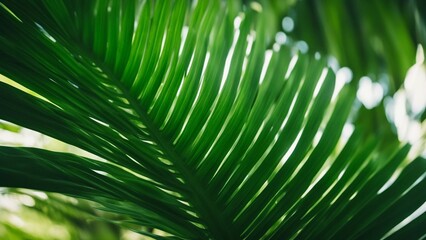 Obraz premium palm leaf close up palm leaves in the sunlight 