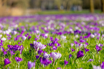 Selective focus group of multicolour white purple crocus, Genus of flowering plants in the family Iridaceae, The flowers are one of the brightest and earliest in spring bloom, Natural foral background - obrazy, fototapety, plakaty