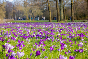 Selective focus a group of multicolour white purple crocus on green grass meadow in the park lawn, The flowers are one of the brightest and earliest spring bloom, Nature floral background, Netherlands
