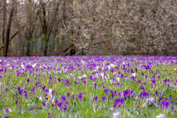 Selective focus a group of multicolour white purple crocus on green grass meadow in the park lawn,...