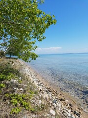 tree on the beach