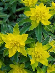 yellow flowers in the garden