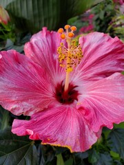 pink hibiscus flower
