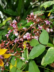 small flowers in bloom