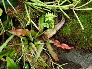 leaves and moss