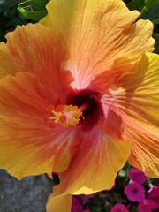 Orange hibiscus 