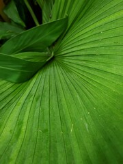 green leaf background