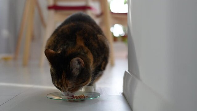 Fastidious hungry cat eating tasty healthy liquid food with tuna for good digestion, activity, vitality, action, energy saving and overweight prevention. Fluffy finicky eater likes delicacy treat