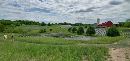 lavender farm