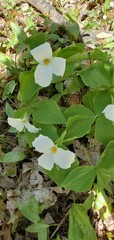 white flowers on forest floor