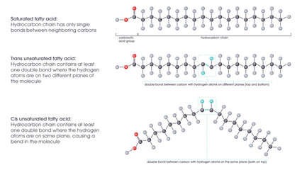 Saturated versus unsaturated fatty acids vector illustration scientific graphic diagram