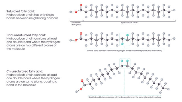 Saturated versus unsaturated fatty acids vector illustration scientific graphic diagram