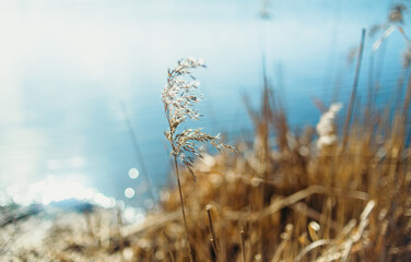 grass in the wind